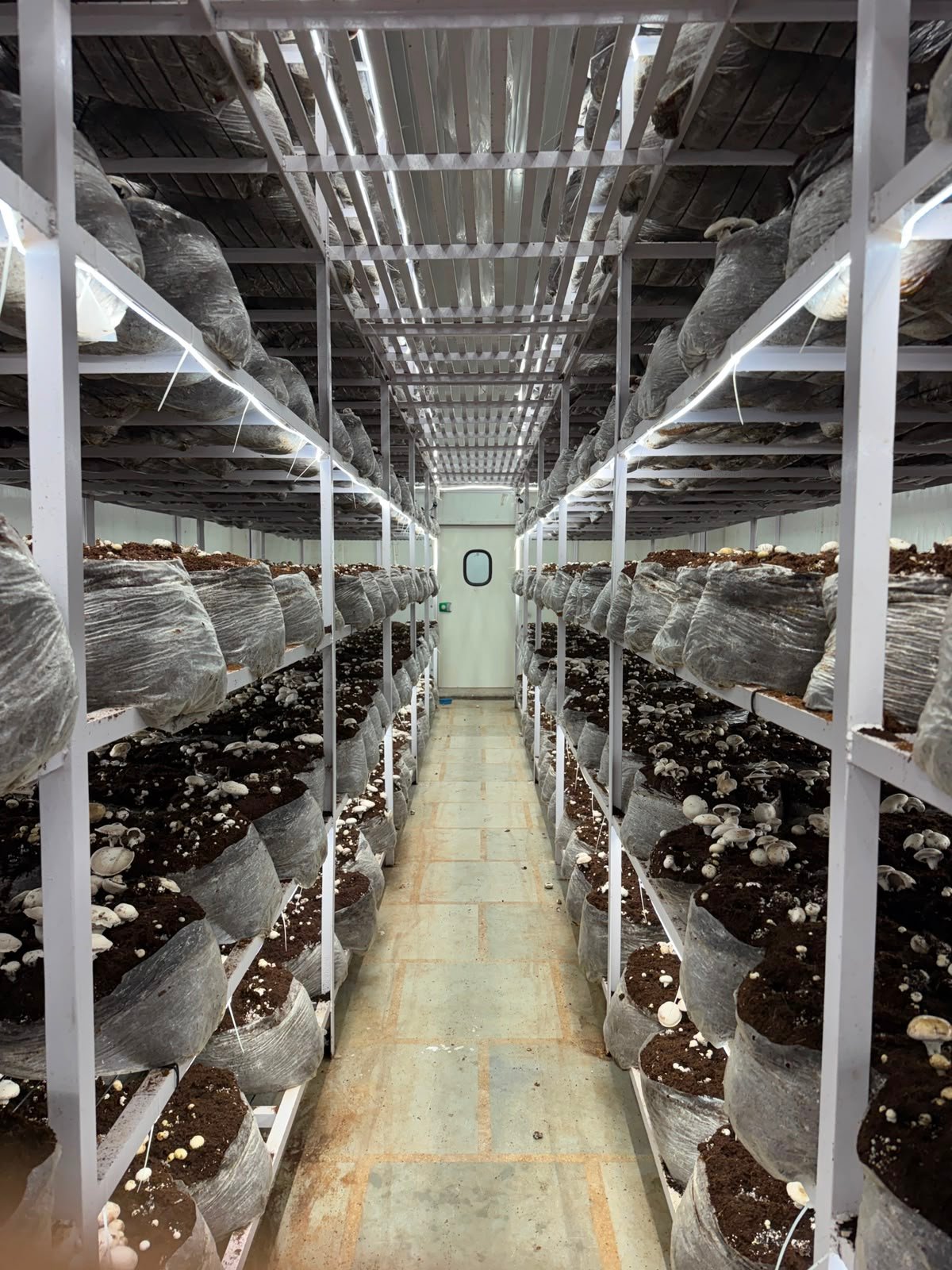 Mushroom Growing Chamber